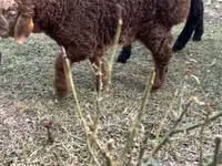Cabras (lote, sexo no especificado), Cabras — foto 4