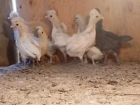 Chickens — Foto 1