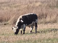 Bull, Holstein breed — photo 3