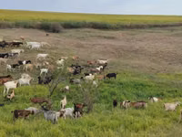 Goat, Goats — photo 1