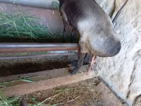 Cabra, LaMancha goats — foto 1