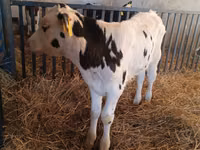 Toro, Russian Black pied cattle — foto 5