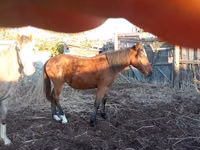 Horse (M), Tiger horse — photo 1