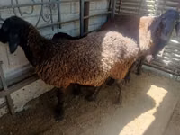 Cabra, Cabras — foto 1