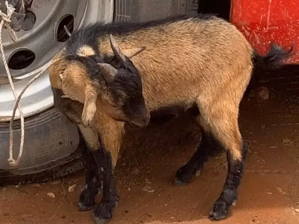 Cabras (lote, sexo no especificado), Cabras