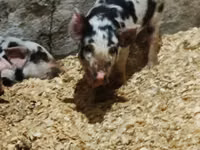 Boar — photo 4