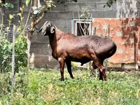 Ram, Sheep — photo 1