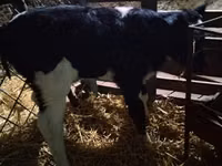 Vaca, Russian Black pied cattle — foto 3