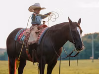 Hengst, Quarter Horse — Foto 8