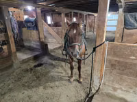 Hengst, Quarter Horse — Foto 6