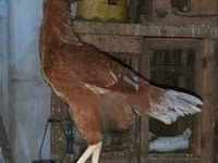 Chickens — photo 2