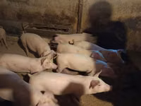 Boar — photo 3