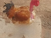 Gallinas Shamo — foto 4