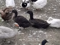 Ducks — photo 5