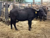 Toro, Búfalo — foto 1