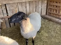 Ram, White Suffolk sheep — photo 4