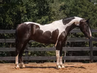 Horse (M), Friesian — photo 2