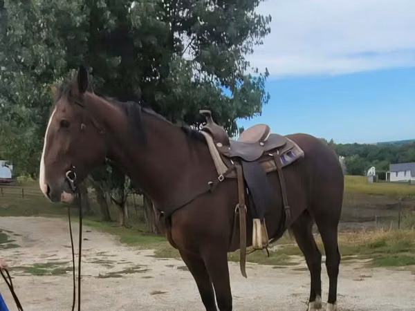 公马, Quarter Horse