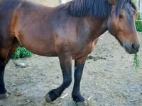Horse (M), Međimurje horse — photo 4