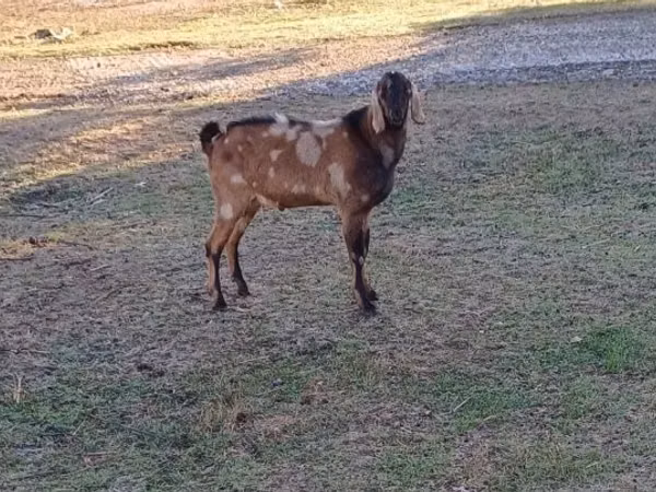 公山羊, Nubian Goat
