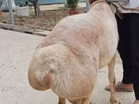 Widder, Aland sheep — Foto 3