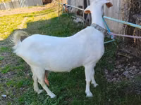 母山羊, Beetal goats — 照片 1