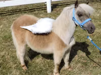 Stute, Miniature horse — Foto 5