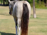 母马, Skyros Pony — 照片 7