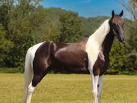 Hengst, Tennessee Walking Horse — Foto 5