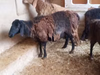 Widder, Jaidara sheep — Foto 1
