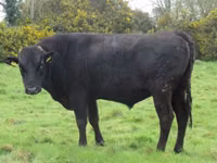 Bull, Wagyu — photo 1
