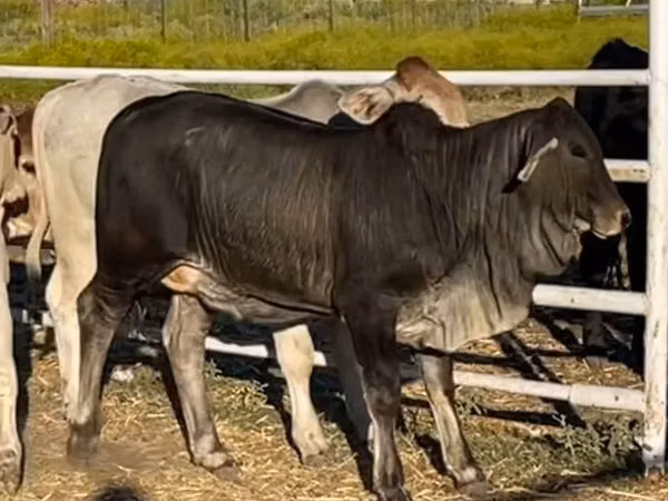 Vaca, Brahman