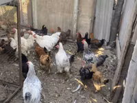Chickens — foto 8