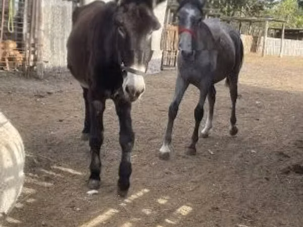 Horse (M), Horses