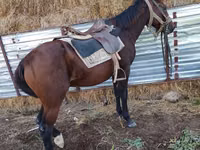 Horse (M), Horses — photo 3