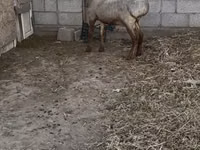 Widder, Rhon sheep — Foto 2