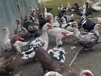 Domestic Muscovy — photo 2