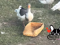 Geese — foto 4