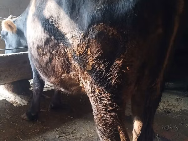 Cow, Alatau breed