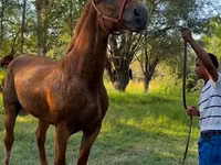 母马, Skyros Pony — 照片 2