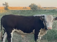 Bull, Kazakh White-headed cow — photo 1