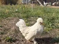 Chickens — 照片 6