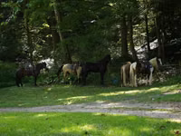 Hengst, Racking Horse — Foto 6