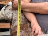 母羊, East Friesian Dairy sheep — 照片 2