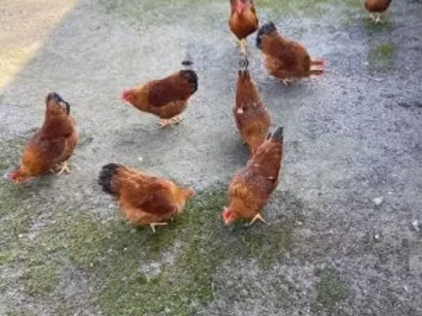 New Hampshire Rot