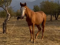 Horse (M), Tiger horse — photo 3