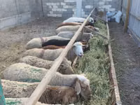 Oveja, Ovejas — foto 6