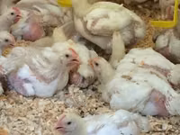 Chickens — Foto 3