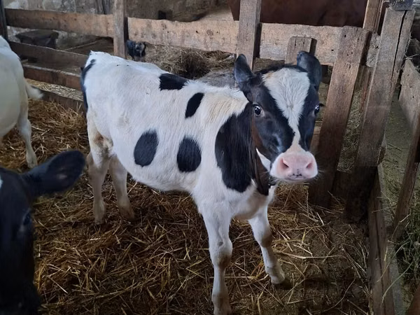 Cow, Russian Black pied cattle