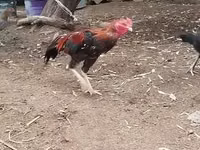 Chickens — photo 2